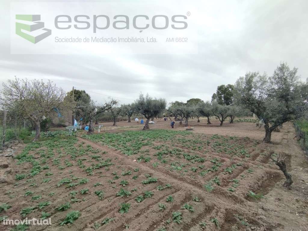 Quintinha 15 minutos Castelo Branco - Grande imagem: 3/25