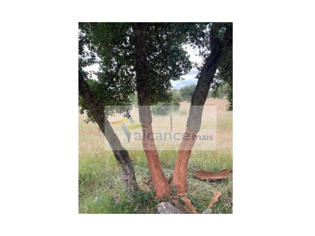 Herdade com 154 hectares em Reguengos de Monsaraz I FORTE POTENCIAL... - Grande imagem: 2/5