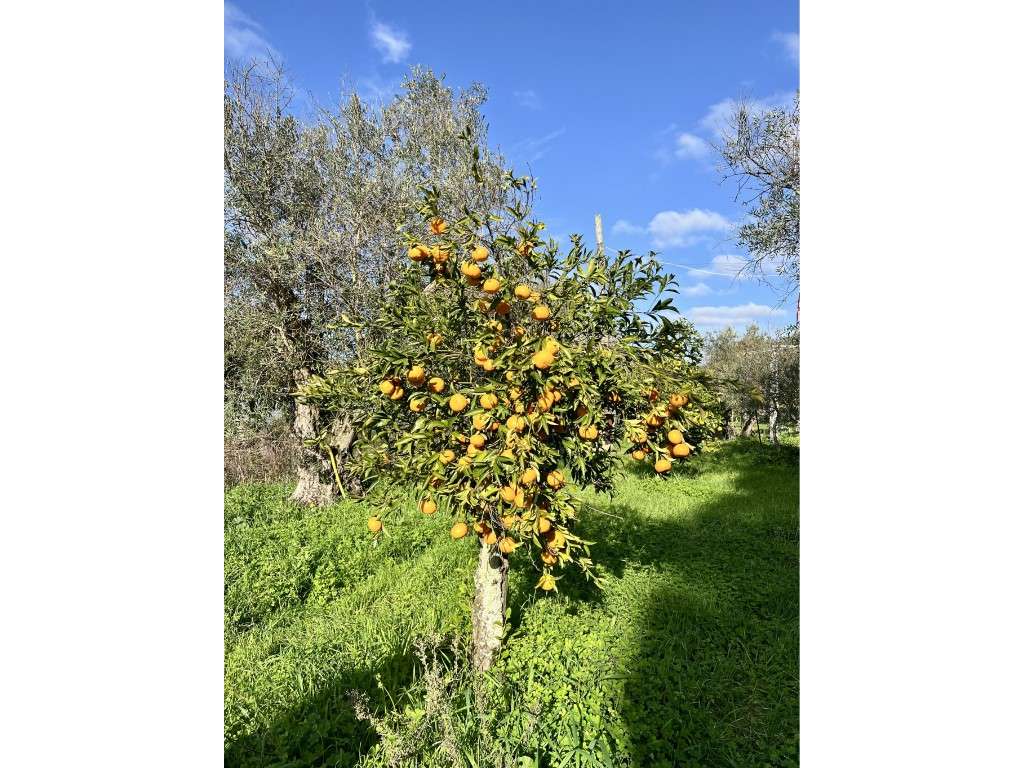 Quinta em Évora com 29.476 m2, sendo 6.476 m2 urbanos (2,976 hectar... - Grande imagem: 2/11