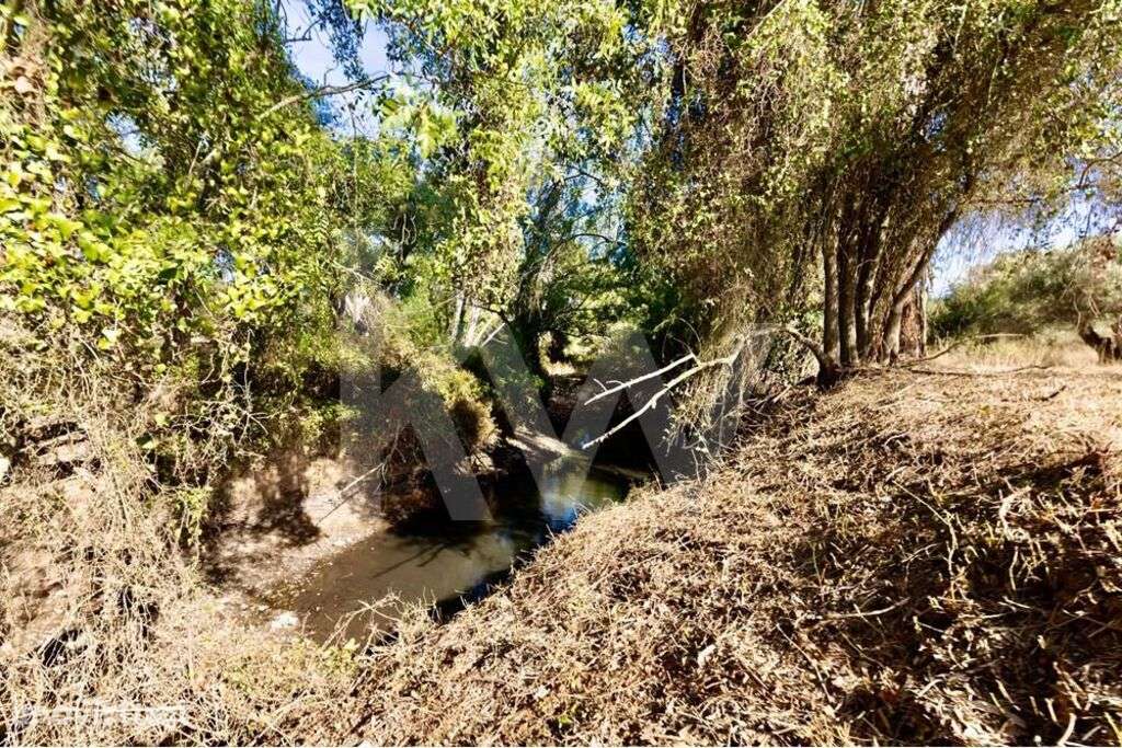 Olival centenário em terreno agrícola na várzea de Grândola - Grande imagem: 2/25