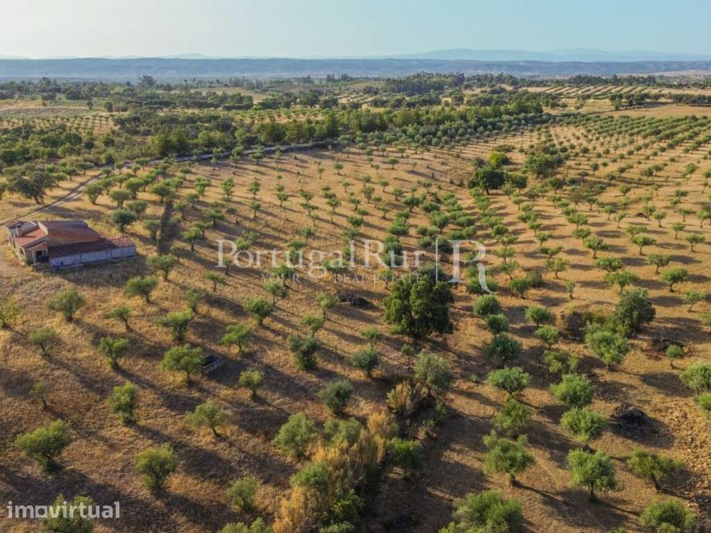 Quintinha com 2 hectares no Ladoeiro - Grande imagem: 4/33