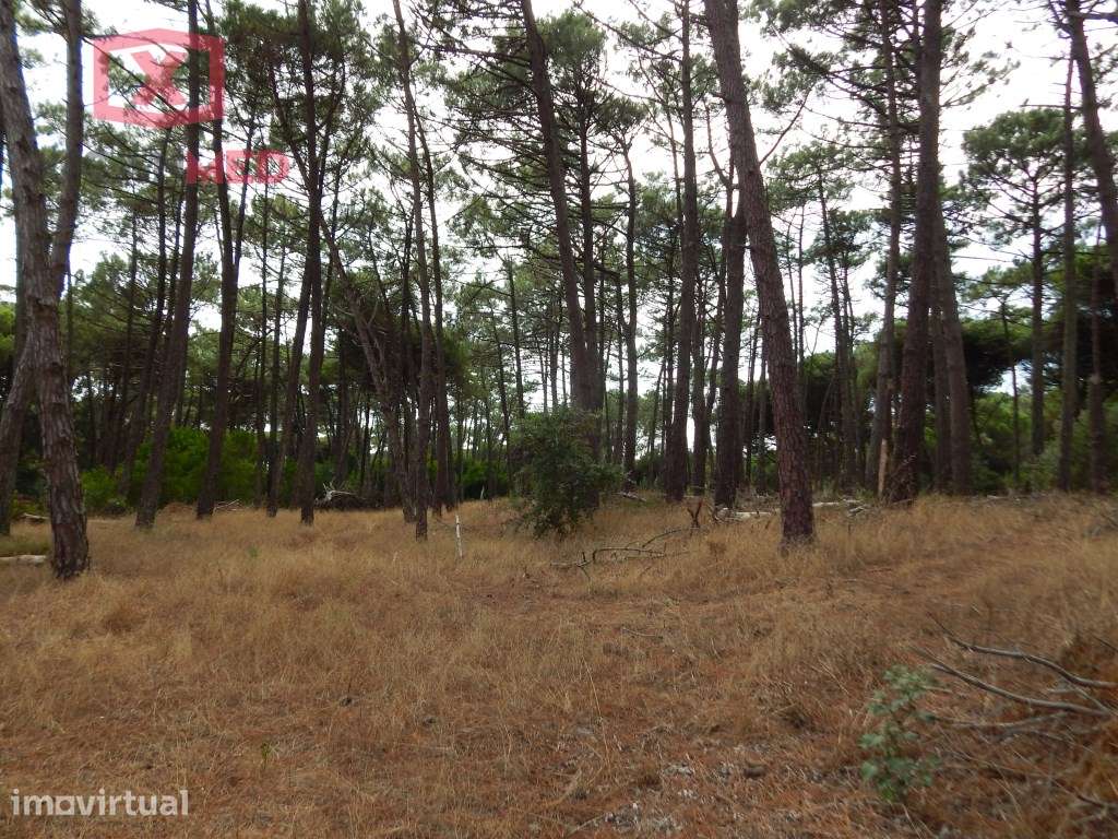 Terreno em Janas - Grande imagem: 5/8