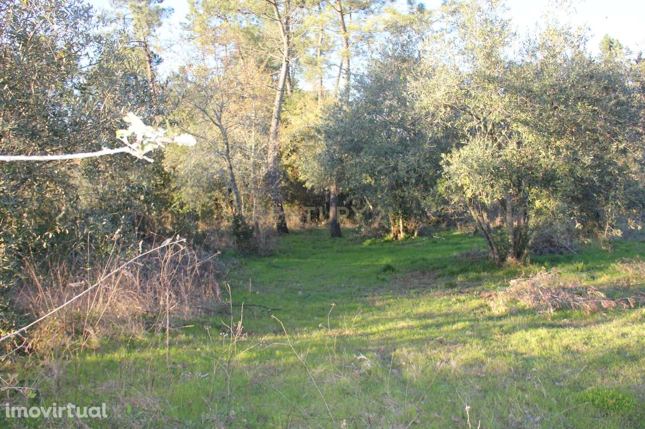 Fantástico terreno para moradia - Grande imagem: 3/13