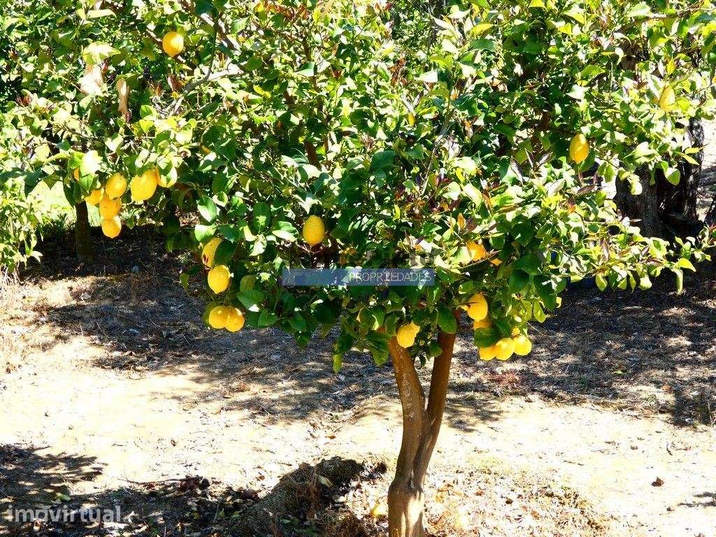 Quinta, Olival, Vinha, Casa Agrícola, no Pocinho. Portugal, V. N. F... - Grande imagem: 5/9