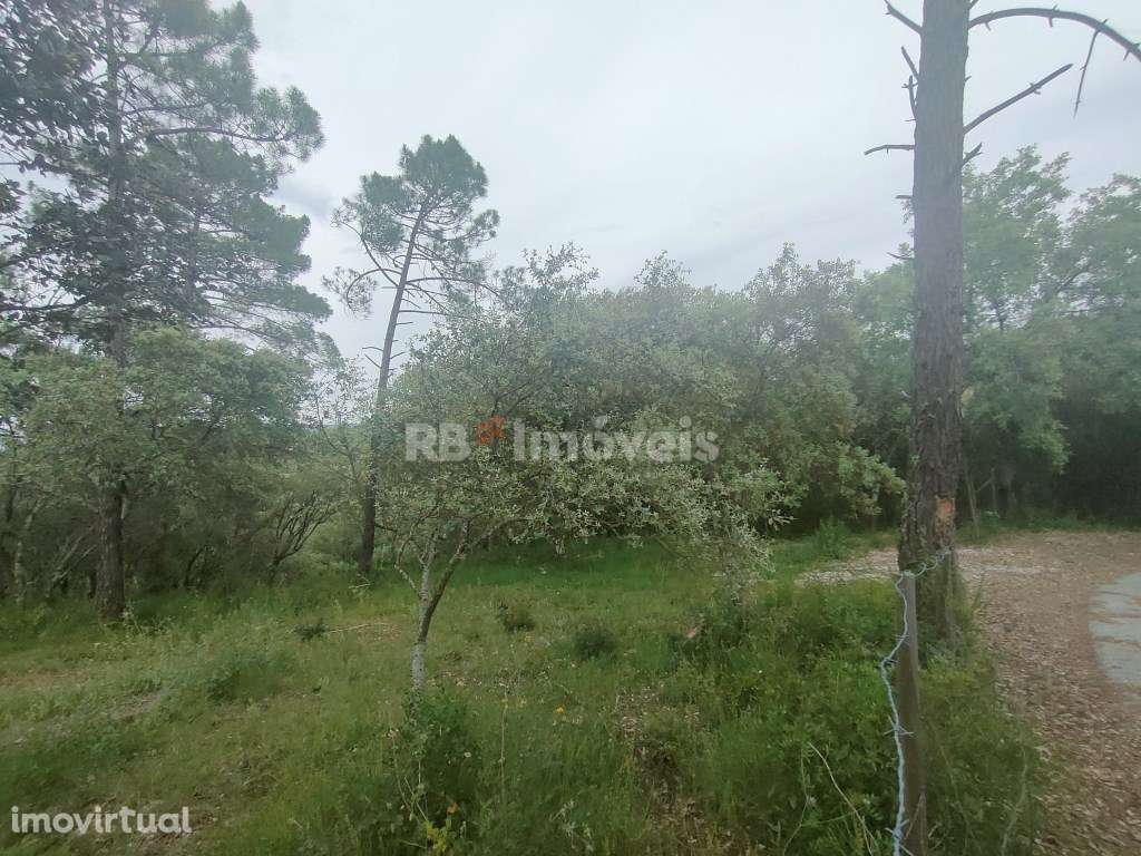 Terreno Rústico c/ 12400m2 - Pedreira, Tomar - Grande imagem: 4/14