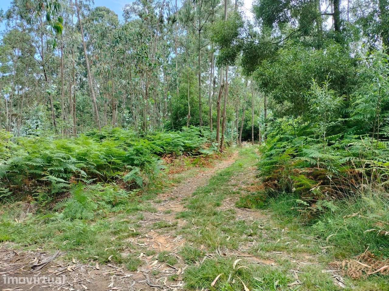 Terreno com mais de 12.000 m2 em Idanha, Espinho - Grande imagem: 2/6