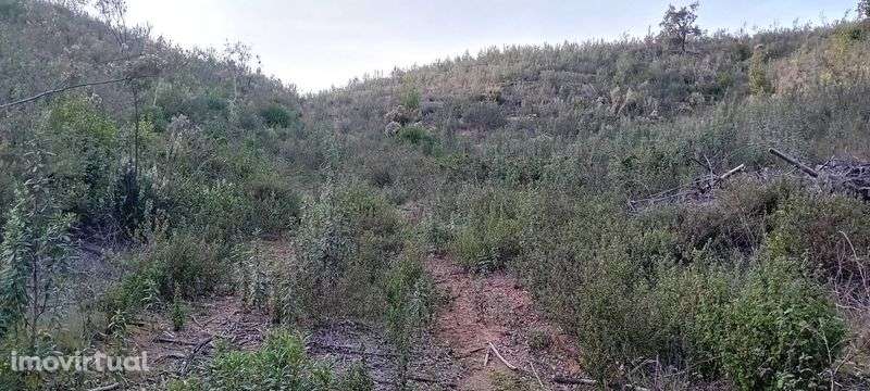 Terreno rustico onde o Algarve toca o Alentejo! - Grande imagem: 5/5