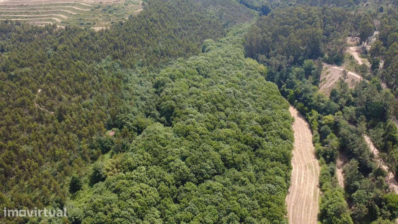 Propriedade mista com 53 hectares em Canedo, Santa Maria da Feira - Grande imagem: 4/16