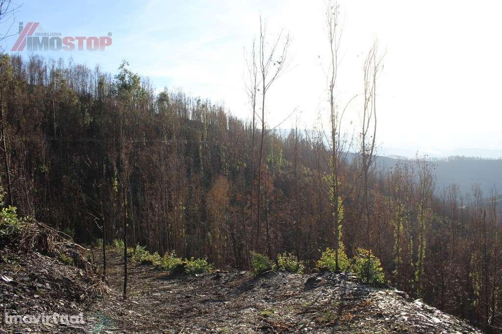 Terreno Rústico bem localizado em Canelas - Arouca - Grande imagem: 5/8