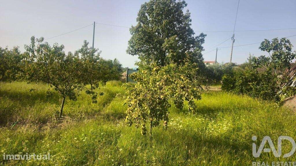 Terreno Agrícola em Seixo da Beira - Grande imagem: 3/40