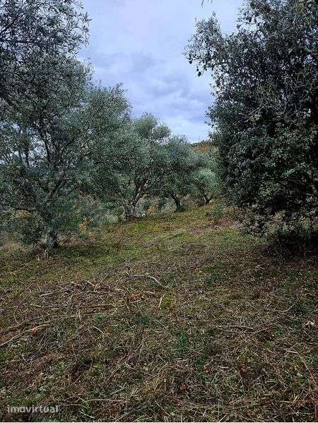 Terreno - Olival - Castelo Bragança - Grande imagem: 4/8