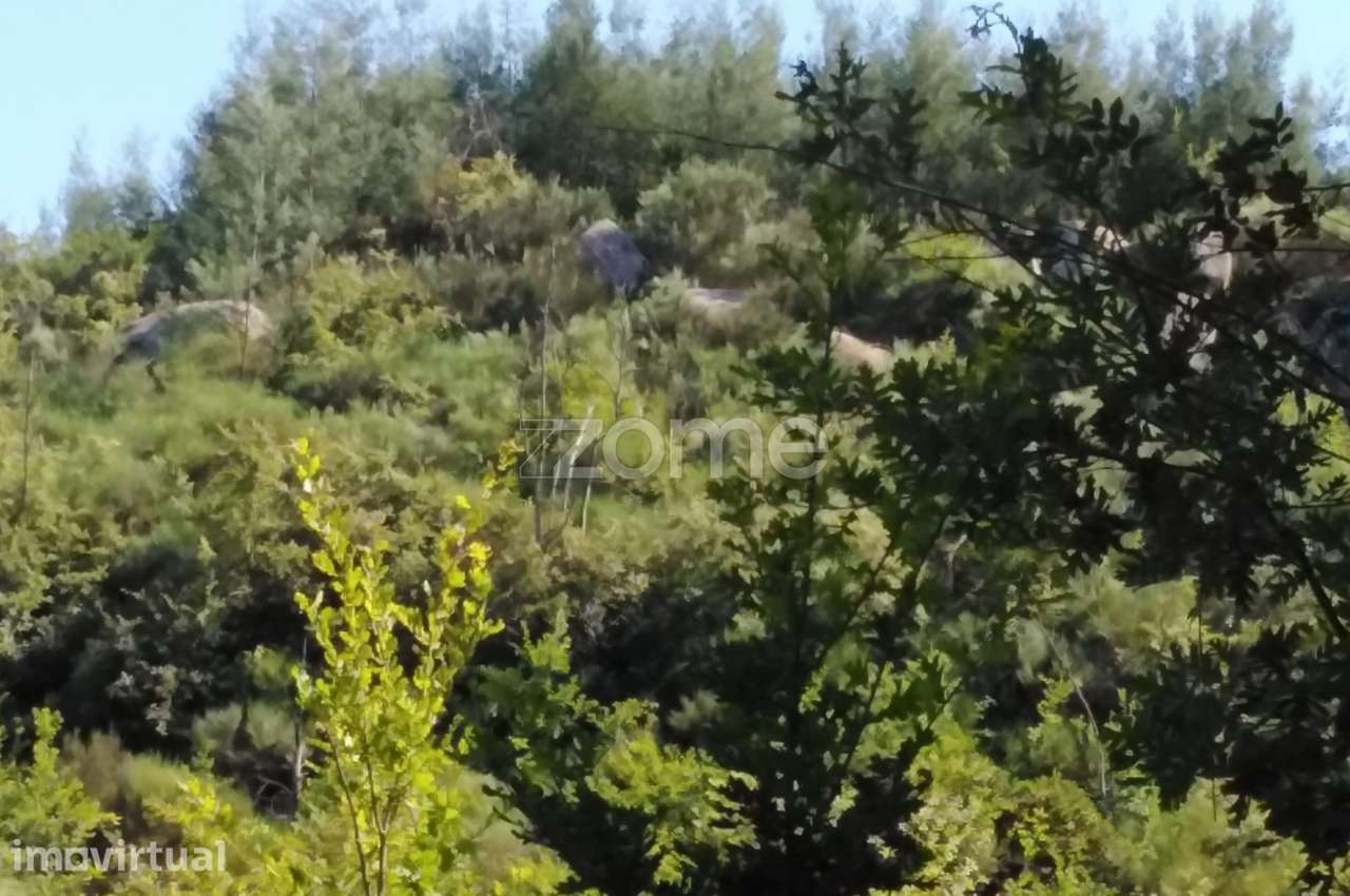 Terreno 1383m2 em Sameice e Santa Eulália - Seia - Grande imagem: 5/18