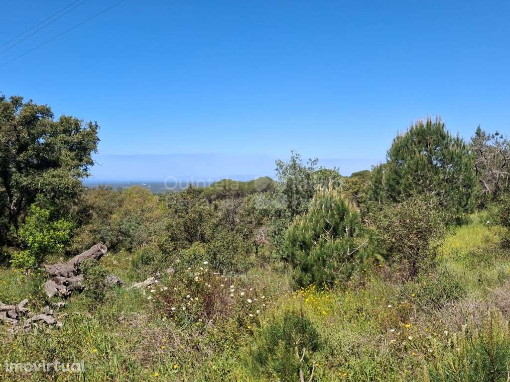 Monte com 4,7 hectares pip aprovado para habitação 500 m2 em Melide... - Grande imagem: 2/21