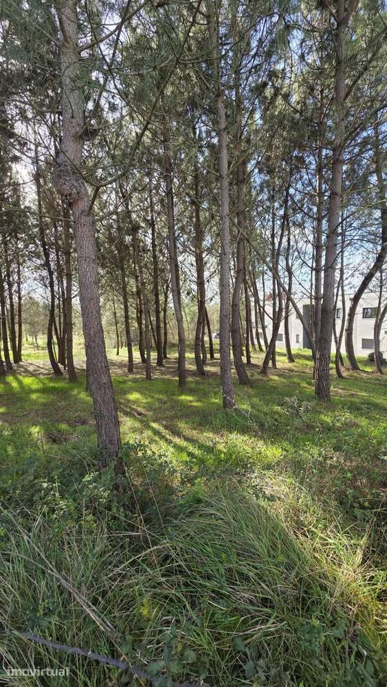 Terreno para Construção em Montouro – Oliveira do Bairro - View 4