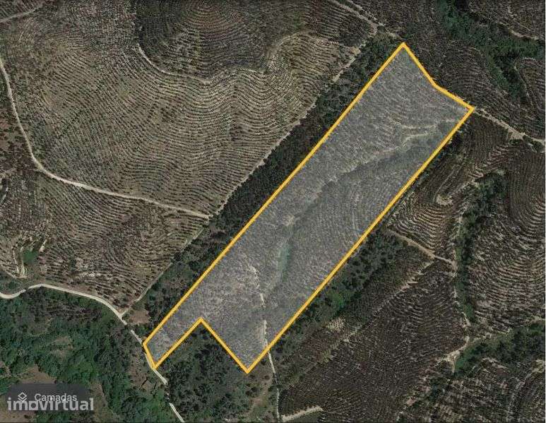 Terreno com Eucaliptal 63.500 m2 - Grande imagem: 2/2