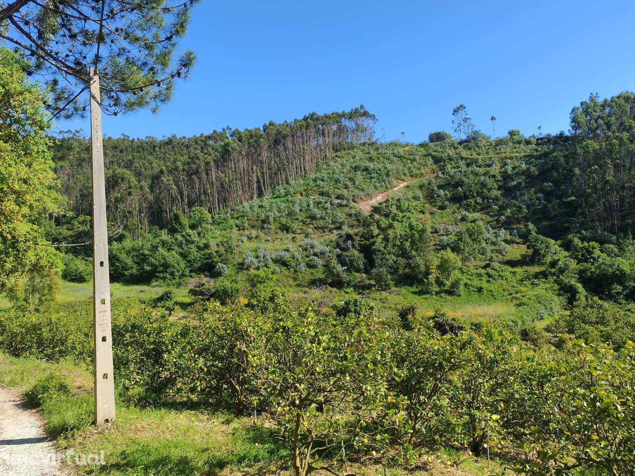 Terreno com Limoeiros | Chanca - Mafra - Grande imagem: 5/7