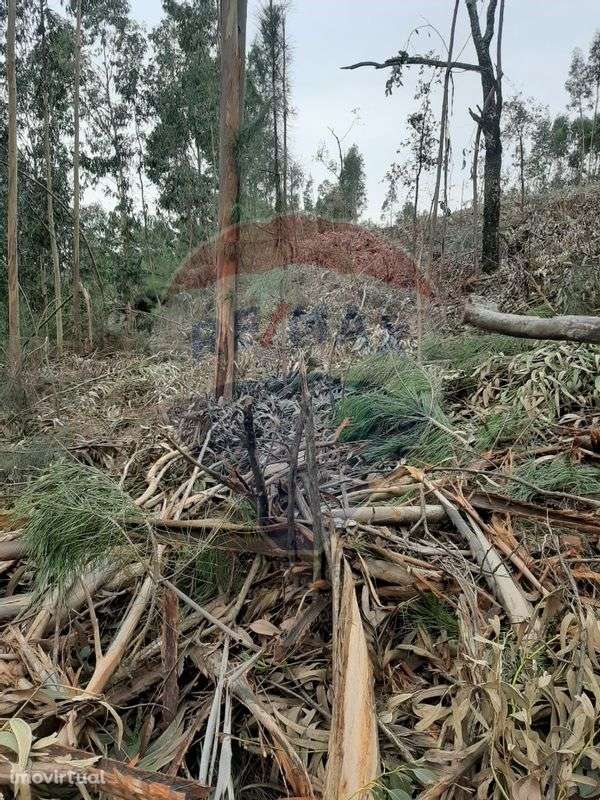 Terreno  para Venda - Grande imagem: 5/16