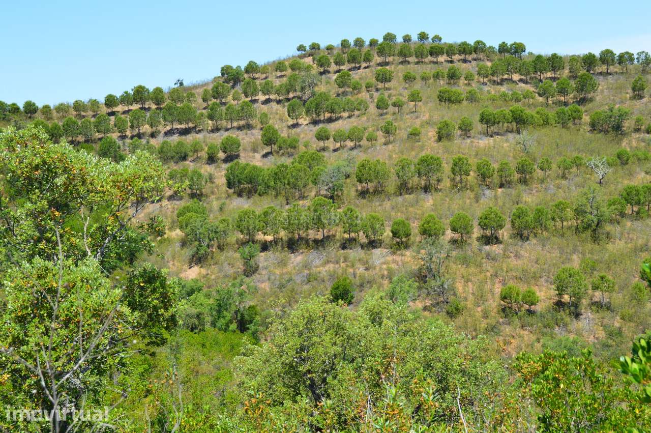 Terrenos Saboia - Odemira - Alentejo - Grande imagem: 3/8