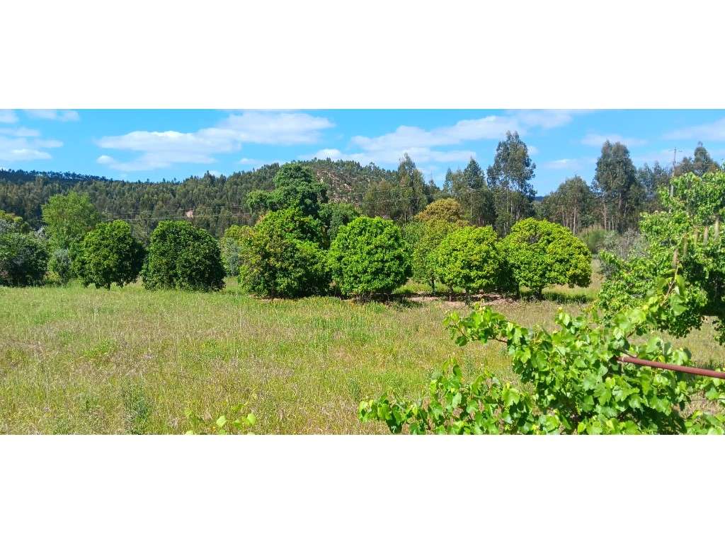 Terreno Rústico com Potencial de Construção + Furo de Água - Penhas... - Grande imagem: 3/19