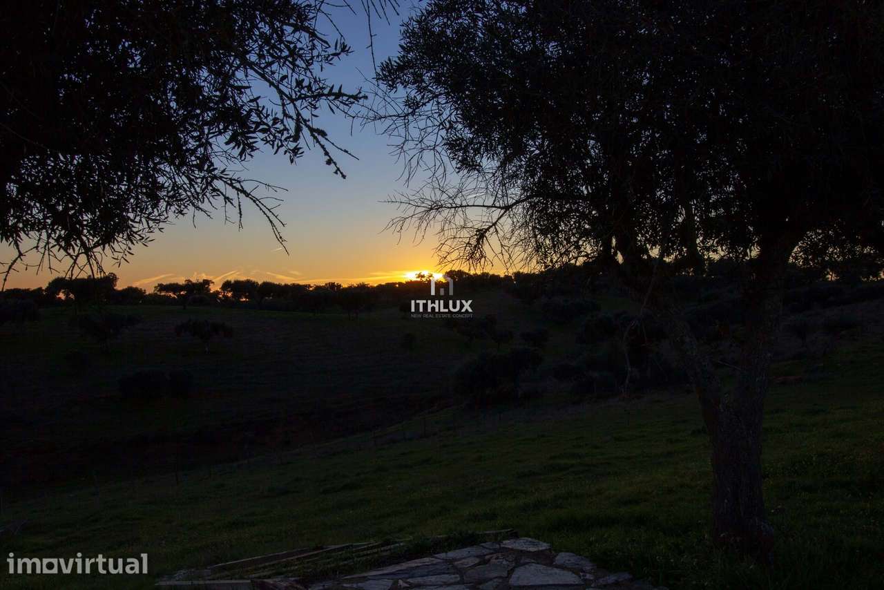 Olival tradicional sito na Calçadinha em Elvas - Portugal - Grande imagem: 5/15
