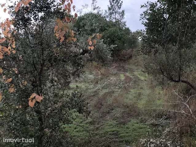 Terreno Rústico 3000m² em Comenda, Portugal - Grande imagem: 5/6