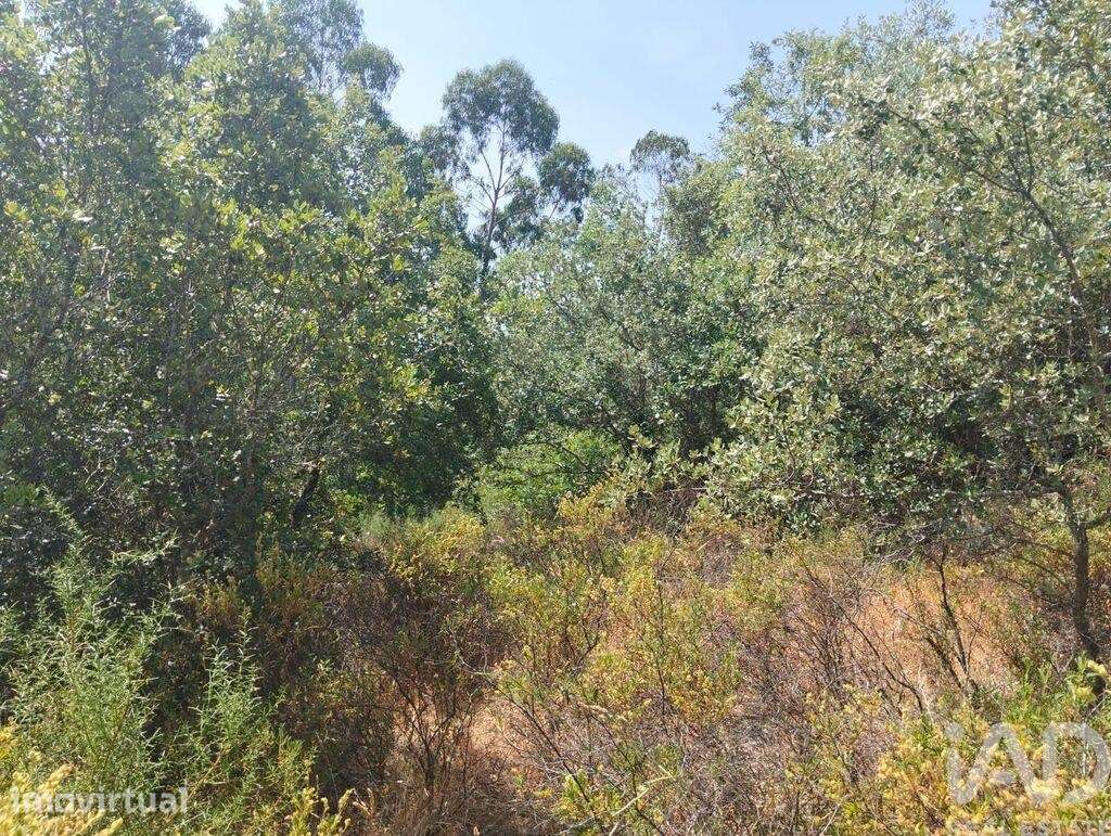 Terreno em Chãos de 1760,00 m2 - Grande imagem: 2/11