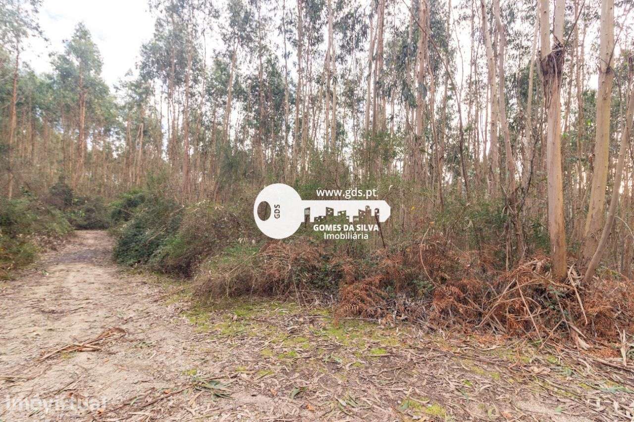 Terreno Rústico à Venda – 6.600m² | Travassos, Morreira, Braga - Grande imagem: 4/12
