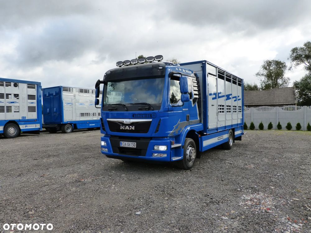 MAN TGM 15.250 DO ŻYWCA / ZWIERZĄT / BYDŁA / WAGA EL/. EURO 6 / DŁ. 5.20M /XENON - 39