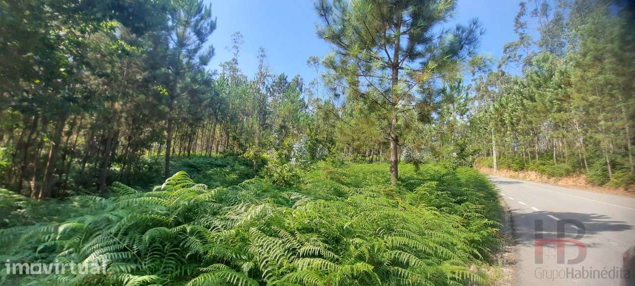 Lote de Terreno  Venda em São Miguel do Souto e Mosteirô,Santa Maria d - Grande imagem: 2/14