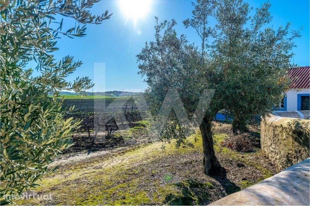 Quinta Vitivinícola com 35,74ha, em plena produção, a 30 minutos de Li - Grande imagem: 4/60