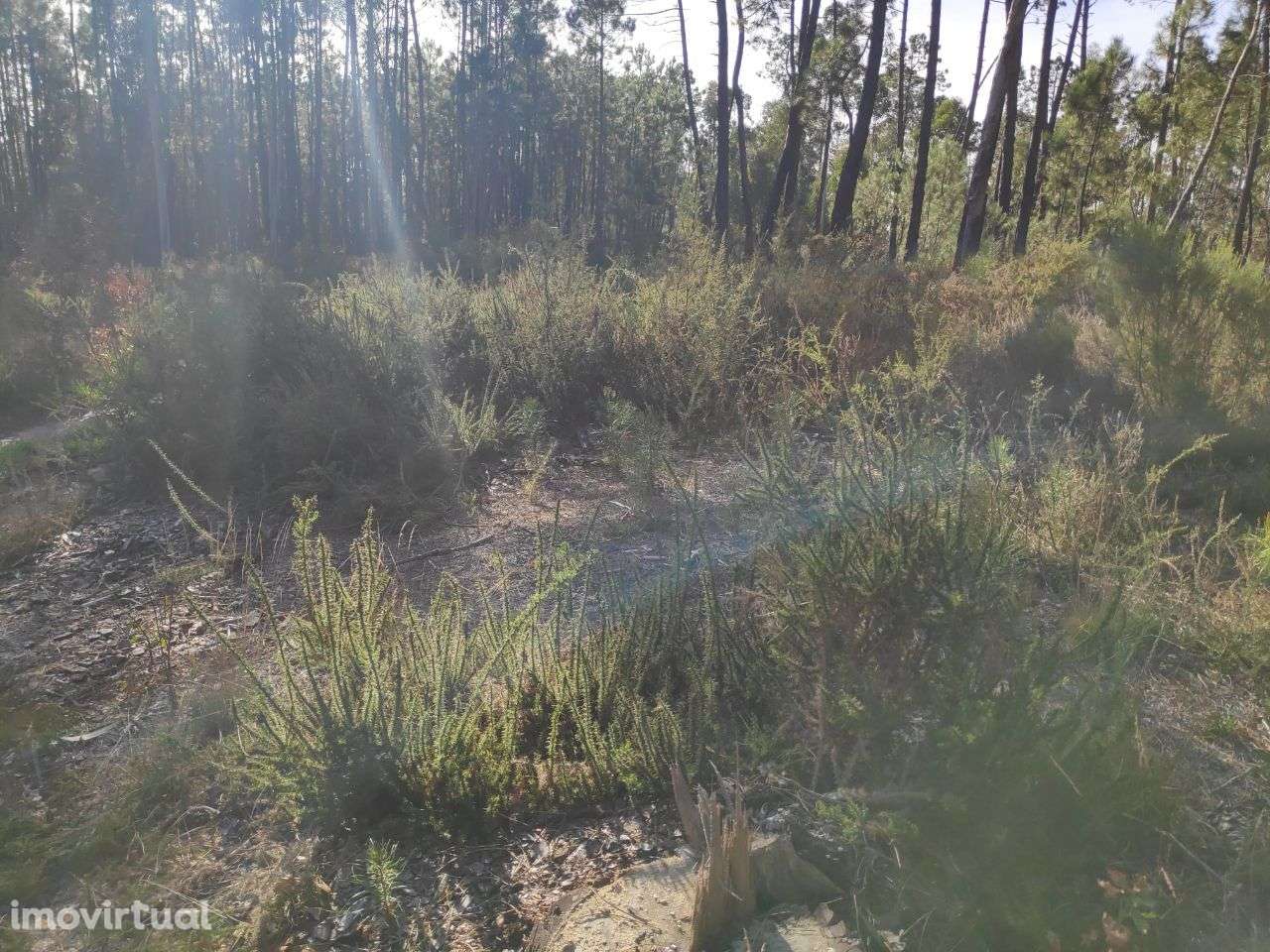 Terreno Rústico a 6 Kms do Centro - Grande imagem: 3/9