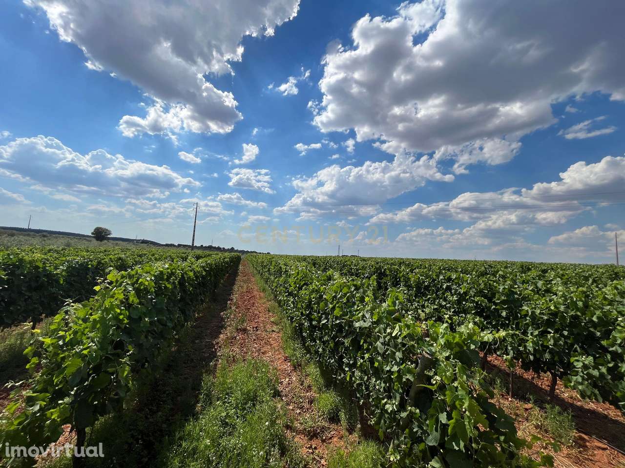Herdade com 81.325,00 m2 de Vinha em Estremoz - Grande imagem: 3/6
