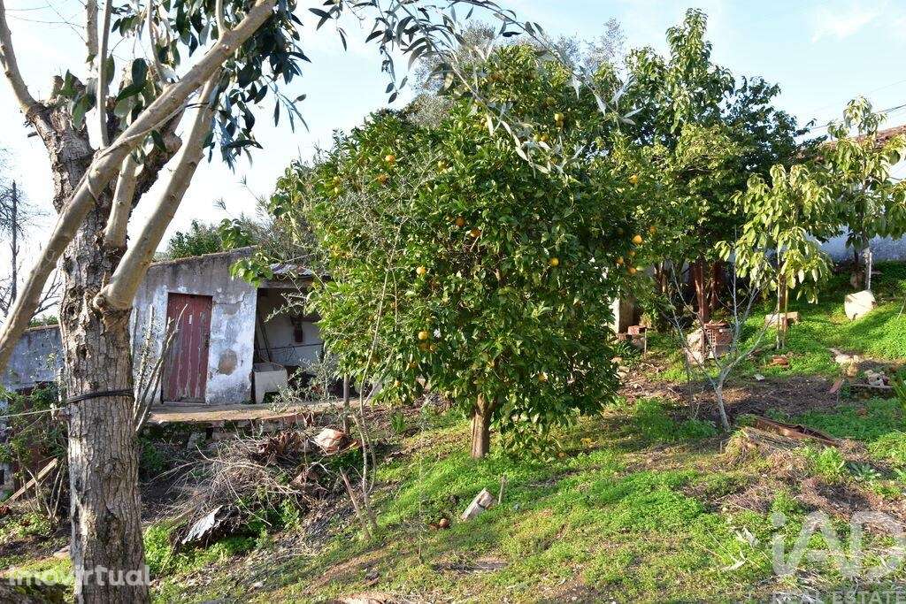 Moradia térrea T2 em Chamusca e Pinheiro Grande - Grande imagem: 2/40