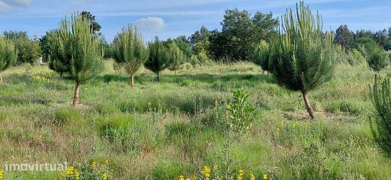 Terreno de cultivo - Grande imagem: 3/3
