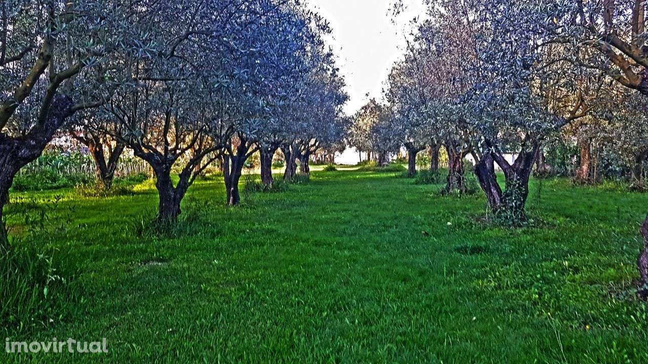 Quintinha com Mata secular - Grande imagem: 3/44