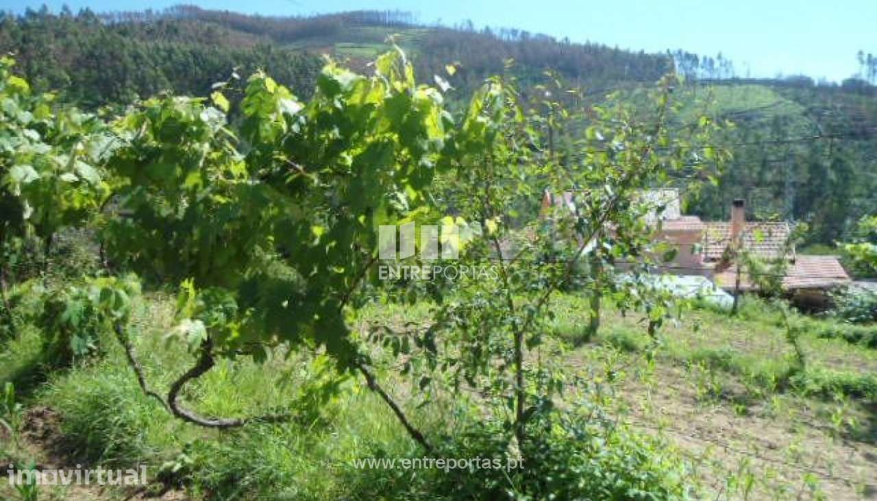 Venda Terreno, Nespereira, Cinfães - Grande imagem: 4/30