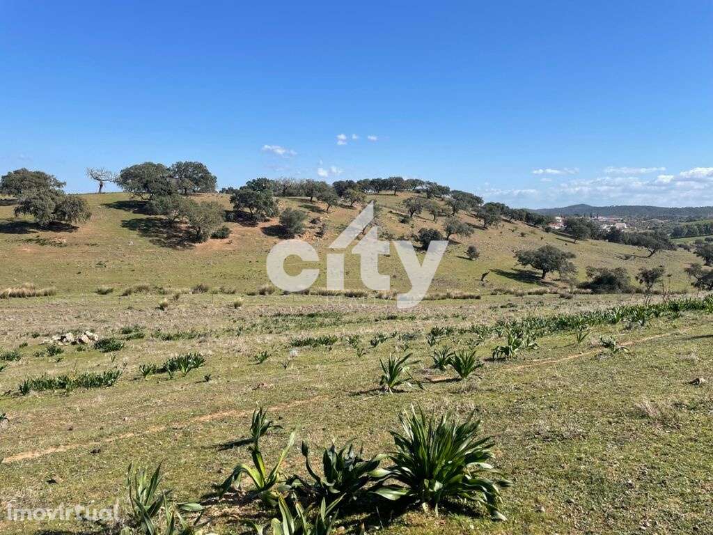 Herdade de Monte Branco, Figueira e Malhada Velha - Grande imagem: 3/41