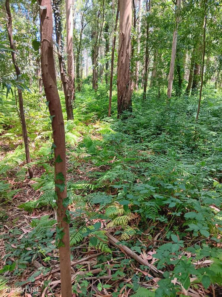 Terreno com potencial construtivo de 4100m² em Vilar de Pinheiro - Grande imagem: 4/6