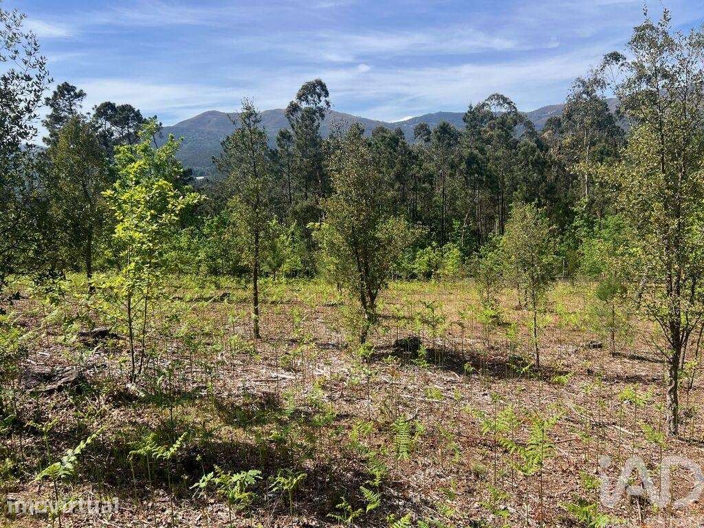 Terreno para construção em Santa Cruz da Trapa e São Cristóvão de Lafõ - Grande imagem: 5/13