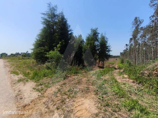 Terreno urbanizável com 11500m2 em Castanheira do Vouga - Grande imagem: 4/9
