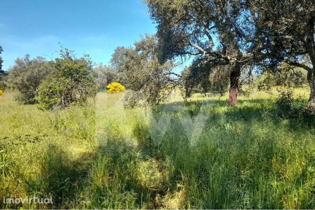 Terreno Rústico em Presa, freguesia de Aranhas, Penamacor, com 4800m2. - Grande imagem: 3/12