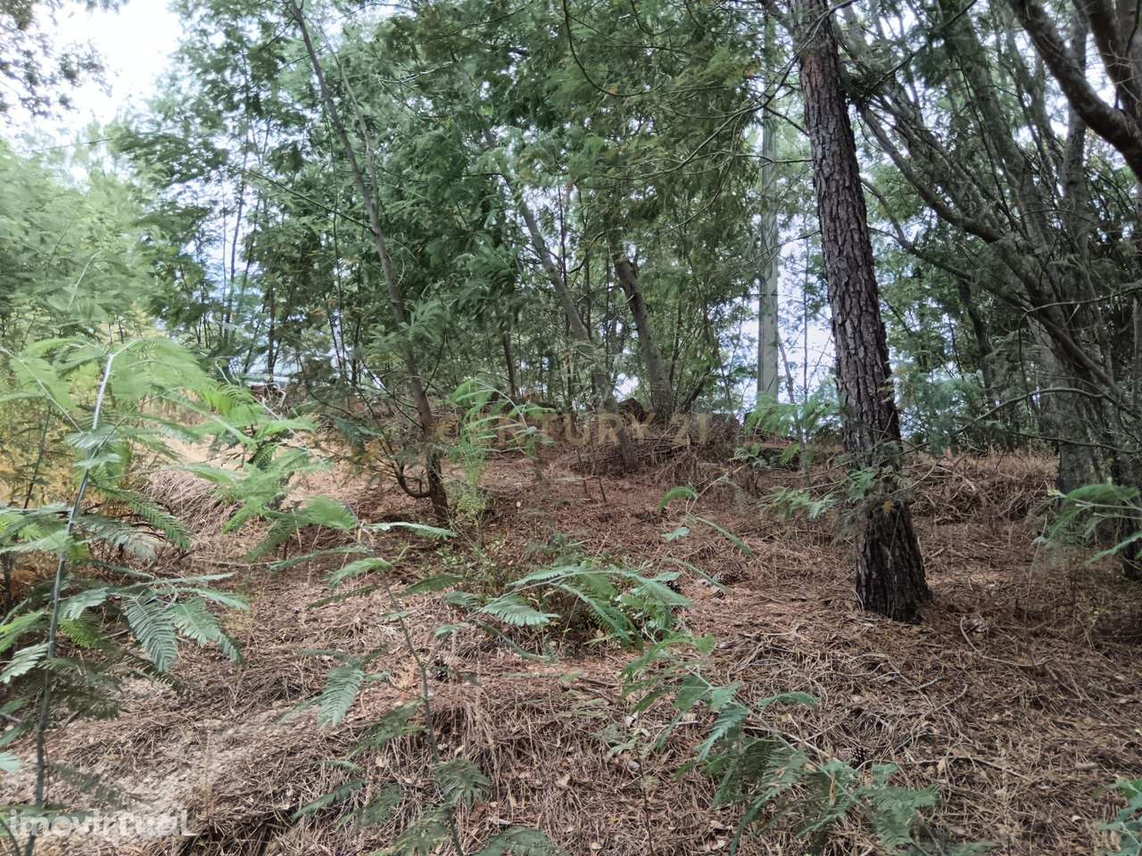 Terreno rústico, Palvarinho, Castelo Branco - Grande imagem: 3/11