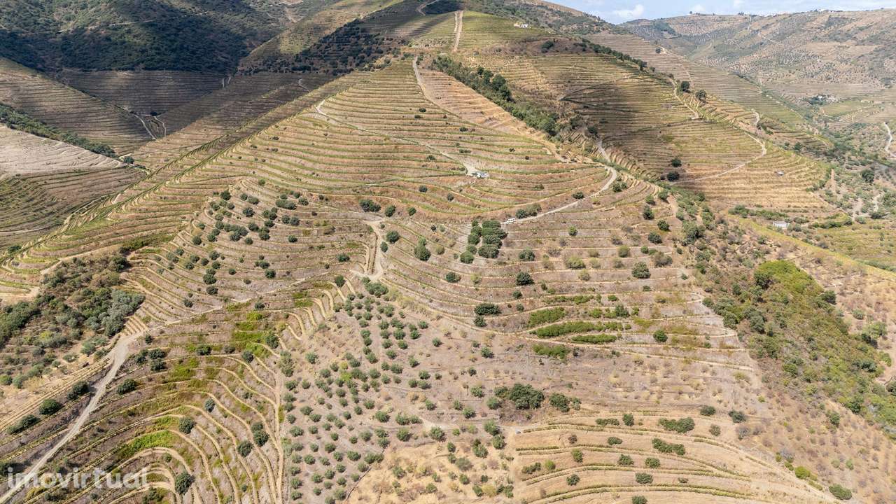 Farm with productive vineyard in the Douro Demarcated Region — São Joã - Grande imagem: 5/28