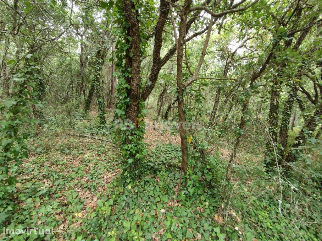 Terreno Rústico com 1880m² e com poço - Igreja Nova do Sobral, Ferr... - Grande imagem: 5/8
