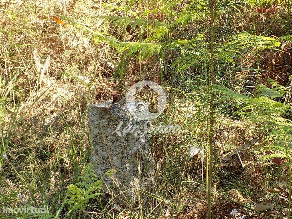 Bouça c/1.500m2 - Arnoso Sta. Eulália - Grande imagem: 3/9
