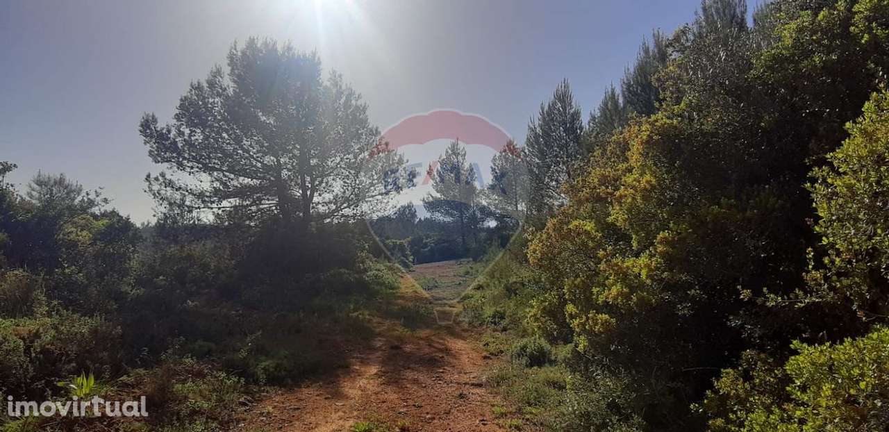 Terreno Rústico - Alcabideche / Pedroga - Grande imagem: 5/26