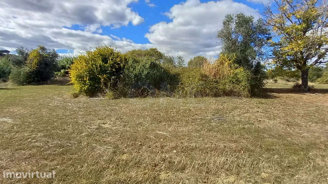 Terreno Rústico | + 1500 m2 | Árgea, Torres Novas
