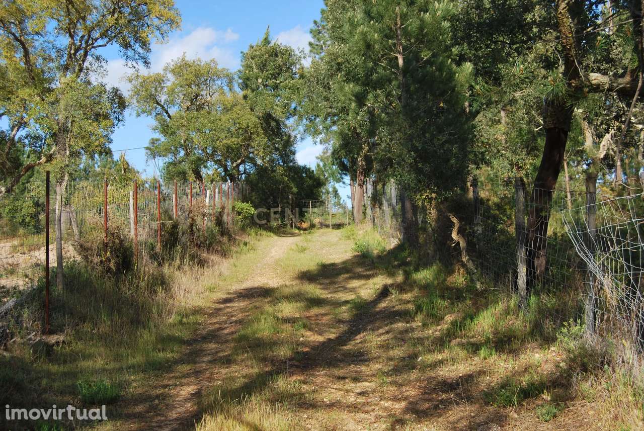Terreno rústico 28200m2 em Vale do Junco, Chamusca, Golegã - Grande imagem: 2/41