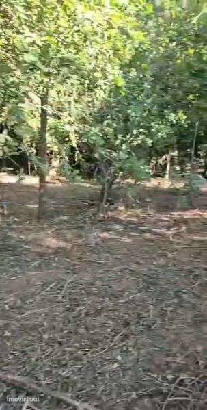 Terreno com casa em ruinas - Grande imagem: 4/4