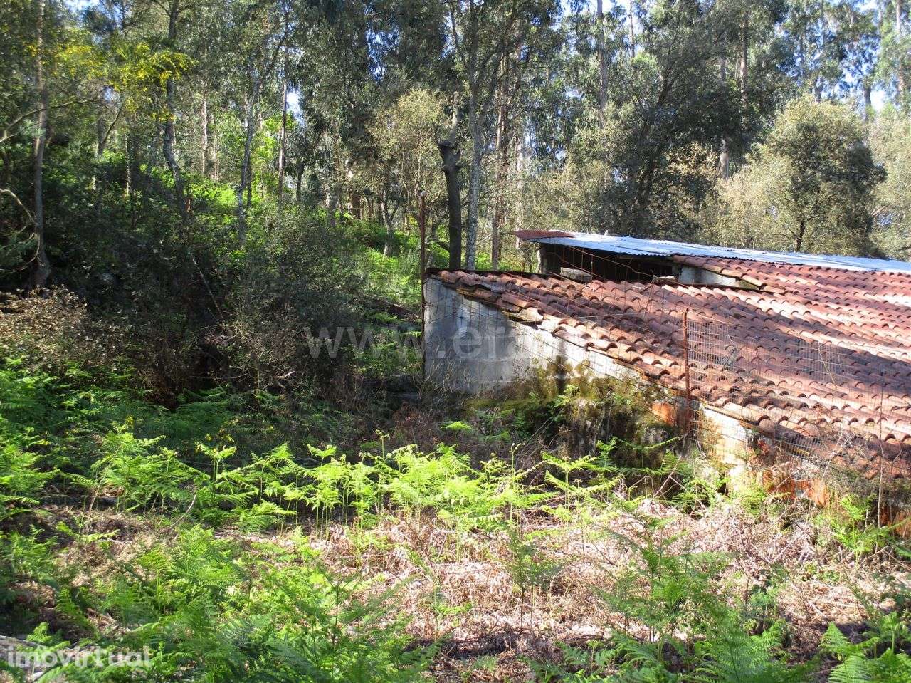 Terreno agrícola em palmeira de Faro, Esposende - Grande imagem: 4/4